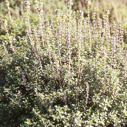 Lemon Thyme - Thymus citriodorus