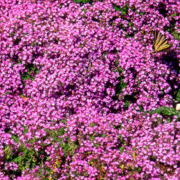 Wild Thyme or Creeping Thyme - Thymus serpyllum