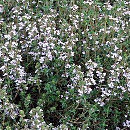 Thyme - Thymus vulgaris