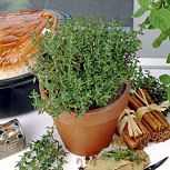 Thyme - Thymus vulgaris