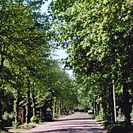 Small-Leaved Lime - Tilia cordata