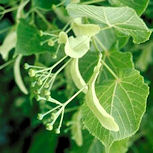 Small-Leaved Lime - Tilia cordata 
