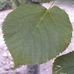 Small-Leaved Lime - Tilia cordata 