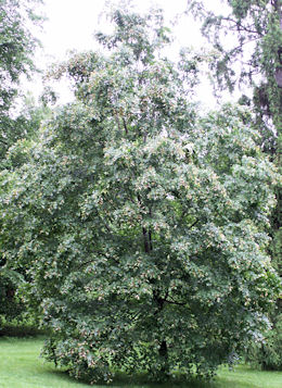 Mongolian Lime - Tilia mongolica