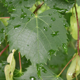 Mongolian Lime - Tilia mongolica