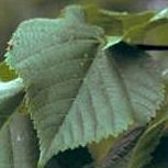 Large-Leaved Lime - Tilia platyphyllos