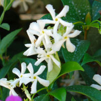 Confederate Jasmine or Star Jasmine - Trachelospermum jasmino�des - Flowers
