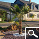 Windmill Palm or Chusan Palm - Trachycarpus fortunei ou chamaerops fortunei