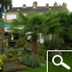Windmill Palm or Chusan Palm - Trachycarpus fortunei ou chamaerops fortunei