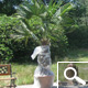 Windmill Palm or Chusan Palm - Trachycarpus fortunei ou chamaerops fortunei