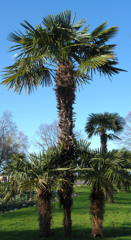 Windmill Palm or Chusan Palm - Trachycarpus fortunei or chamaerops fortunei
