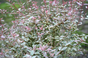 Chilean Guava 'Flambeau' - Ugni molinae 'Flambeau'
