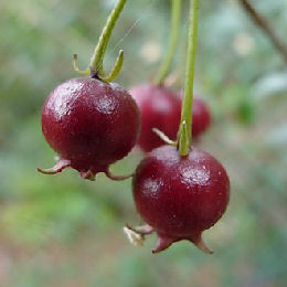 Chilean Guava - Ugni molinae - Myrtus ugni molinae