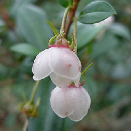 Chilean Guava - Ugni molinae - Myrtus ugni molinae