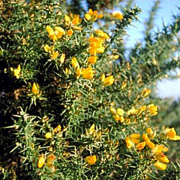 Common Gorse - Ulex europaeus