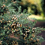 Common Gorse - Ulex europaeus