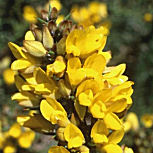 Common Gorse - Ulex europaeus