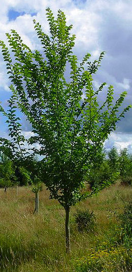 Lutèce® elm 'Nanguen' - Ulmus Lutèce® 'Nanguen'