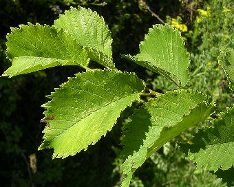 Lutèce® elm 'Nanguen' - Ulmus Lutèce® 'Nanguen'