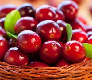 Large Cranberry, American Cranberry - Vaccinium macrocarpon