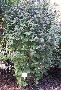 Wayfaring Tree or Ancient Viburnum - Viburnum lantana