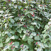 Wayfaring Tree or Ancient Viburnum - Viburnum lantana