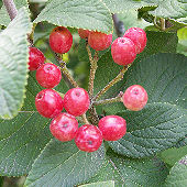 Wayfaring Tree or Ancient Viburnum - Viburnum lantana
