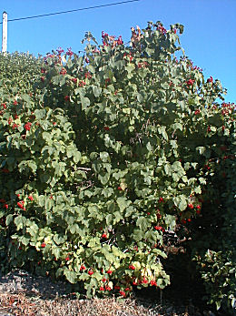 Guelder Rose - Viburnum opulus