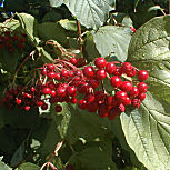 Guelder Rose - Viburnum opulus