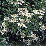 Guelder Rose - Viburnum opulus