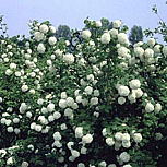 Snowball Tree - Viburnum opulus 'Roseum'