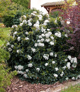 Laurustinus - Viburnum tinus