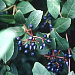 Laurustinus - Viburnum tinus