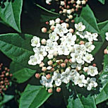 Laurustinus - Viburnum tinus