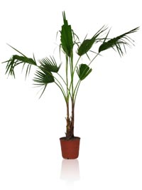 Skyduster Palm or Mexican Palm