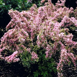Variegated Pink Weigelia - Weigelia florida 'Variegata'