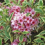 Variegated Pink Weigelia - Weigelia florida 'Variegata'