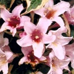 Variegated Pink Weigelia - Weigelia florida 'Variegata'