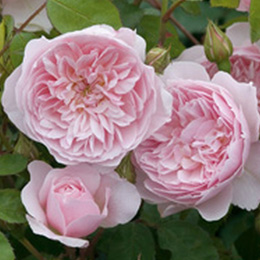 Wisley 2008 Rose (Ausbreeze)
