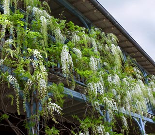 White Wisteria - Wisteria floribunda alba