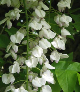 White Wisteria - Wisteria floribunda alba