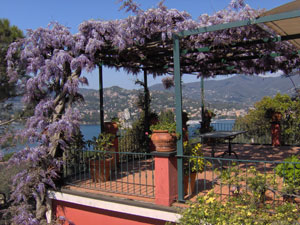 Wisteria - Wisteria sinensis