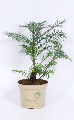Wollemi Pine - Wollemia nobilis Jones