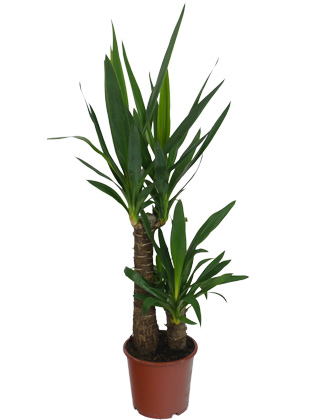 Spineless Yucca with 2 trunks - Pot D. 17 cm - Yucca elephantipes - Indoor plant