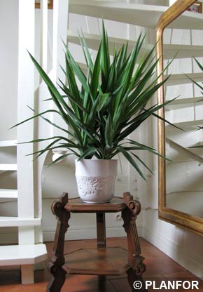 Spineless Yucca - Yucca elephantipes