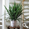 Spineless Yucca - Yucca elephantipes