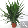 Spineless Yucca - Yucca elephantipes