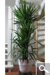 Spineless Yucca - Yucca elephantipes