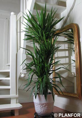 Spineless Yucca - Yucca elephantipes