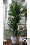 Spineless Yucca - Yucca elephantipes